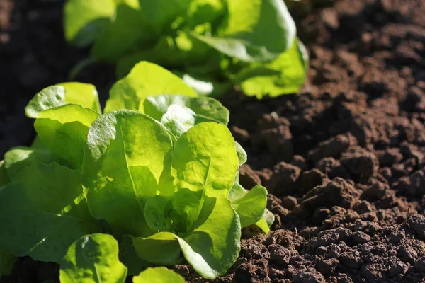 Green lettuce growing in the garden, growing. Healthy vegetarian food — Stock Photo, Image