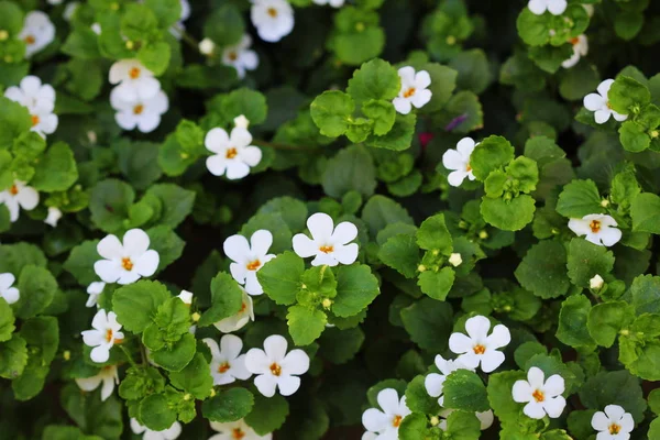 Bacopa monnieri, zioło Bacopa jest zioło lecznicze stosowane w Ayurveda, znany również jako "Brahmi", ziołowe pamięci — Zdjęcie stockowe