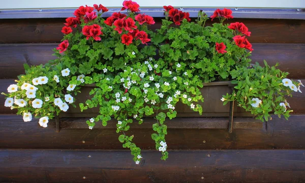 Röda och vita blommande växter i en blomma låda i fönsterbrädan. Geranium, Petunia och Bacopa blomma tillväxt i potten — Stockfoto