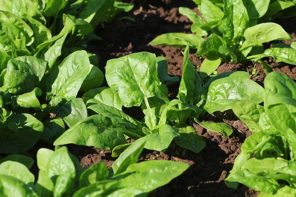 Fresh organic leaves of spinach in the garden — Stock Photo, Image