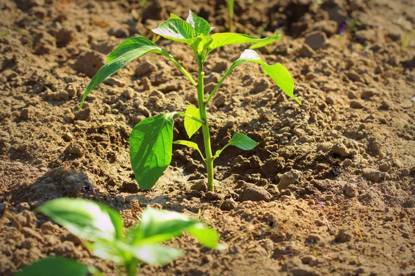 Mladá paprika pěstovaná na zahradě. Sladké pepřové rostliny — Stock fotografie