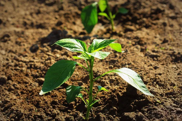 Mladá paprika pěstovaná na zahradě. Sladké pepřové rostliny — Stock fotografie