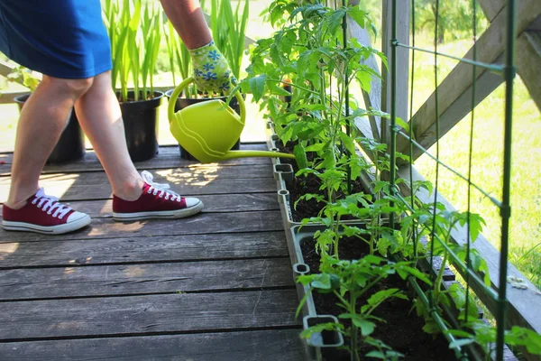 Женщины-садовницы поливают растения. Контейнерные овощи садоводства. Овощной сад на террасе. Цветок, помидоры, выращенные в контейнере — стоковое фото