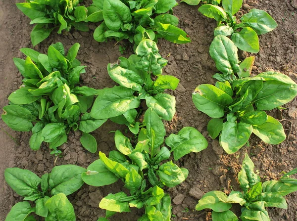 Foglie fresche biologiche di spinaci in giardino — Foto Stock