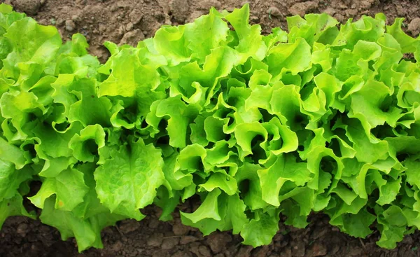 Green lettuce growing in the garden, growing. Healthy vegetarian food