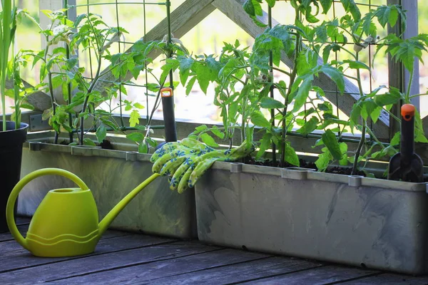 Контейнерные овощи садоводства. Овощной сад на террасе. Цветок, помидоры, выращенные в контейнере — стоковое фото