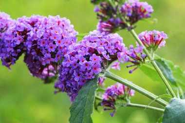 Booming kelebek-bush, Buddleja davidii, kelebekler bal emme