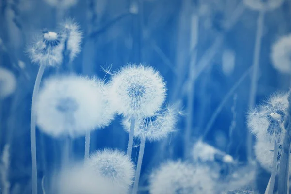 Field of dandelion seeds blowing. stems and white fluffy dandelions ready to blow — Stock Photo, Image