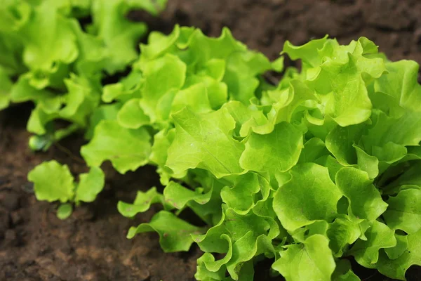 Green curly salad growing in the garden, growing. Healthy vegetarian food — Stock Photo, Image