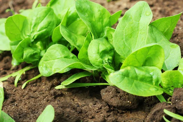 Fresh organic leaves of spinach in the garden — Stock Photo, Image