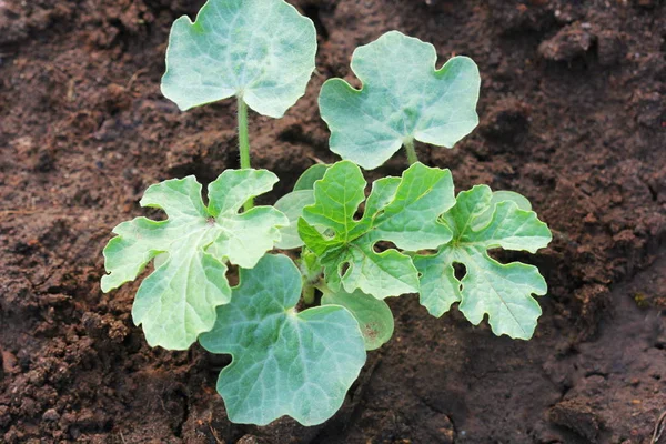 Plántulas de sandía jóvenes creciendo en el lecho vegetal —  Fotos de Stock