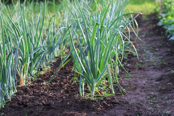 La cebolla joven brota en el campo. Cebollas cultivadas orgánicamente en el suelo. Agricultura ecológica . —  Fotos de Stock