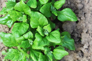 Tetragonia tetragonioides, Yeni Zelanda ıspanak bahçede büyüyen