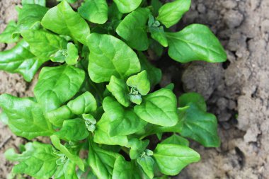 Tetragonia tetragonioides, New Zealand spinach growing in garden clipart