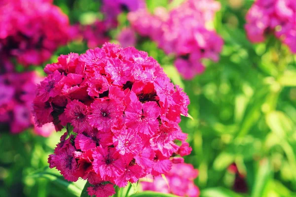 Sweet red william flowers or Dianthus barbatus in the summer garden — Stock Photo, Image