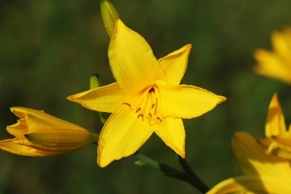 Gałąź kwiat hemerocallis lilioasphodelus zwany także Lemon Lily, Yellow daylily — Zdjęcie stockowe