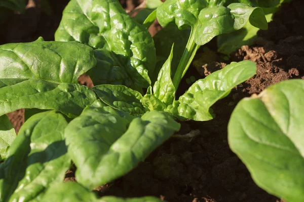 Foglie fresche biologiche di spinaci in giardino — Foto Stock