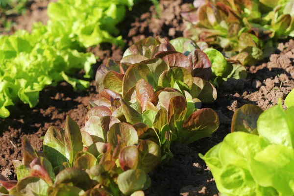 Red head and green lettuce growing in the garden, growing. Healthy vegetarian food — Stock Photo, Image