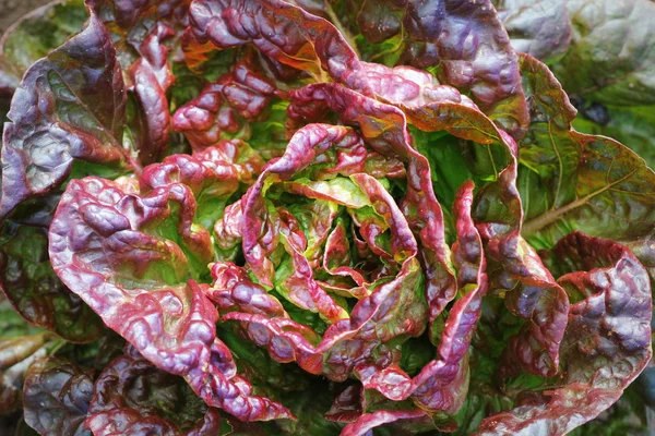 정원에서 자라는 양상추의 붉은 머리, 성장. 건강한 채식 음식 — 스톡 사진