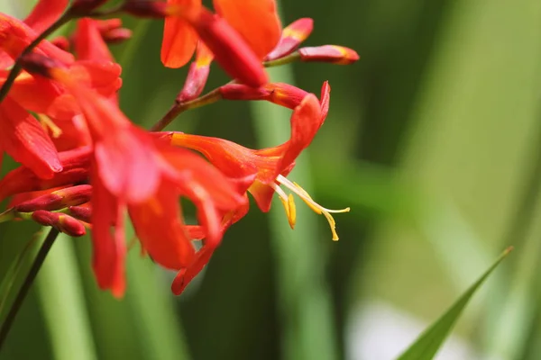 Crocosmia lub Montbretia roślina w rozkwicie z pomarańczowymi kwiatami — Zdjęcie stockowe