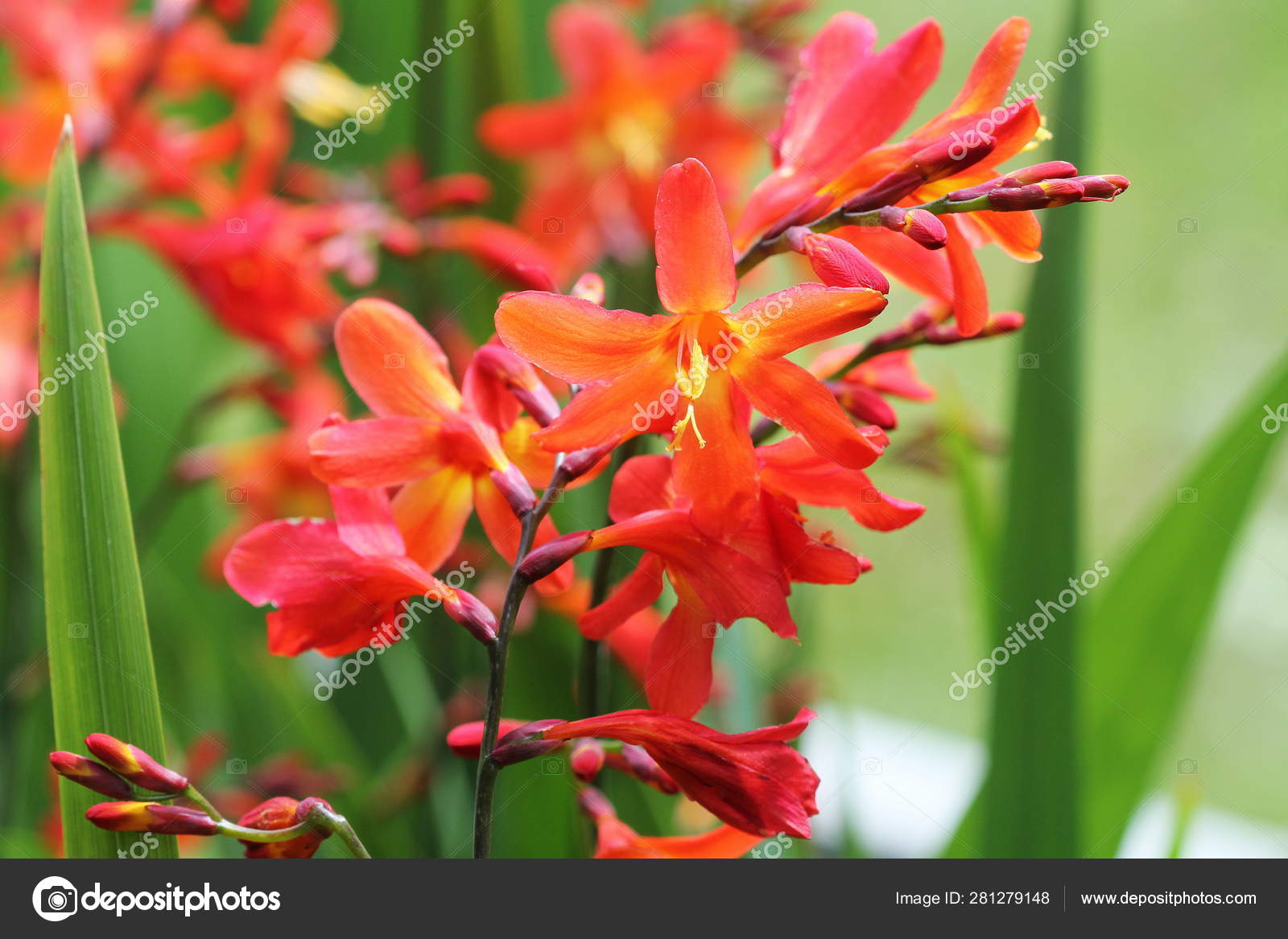 crocosmia or montbretia plant in bloom with orange flowers stock