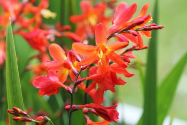 Crocosmia veya Montbretia bitki portakal çiçekleri ile çiçek