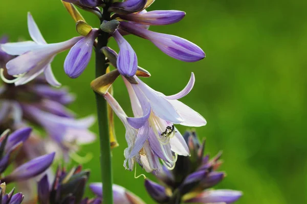 Floraison de fleurs d'hosta dans le jardin d'été. Belles fleurs violettes de Hosta Lancifolia sur fond vert — Photo