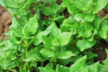 Tetragonia tetragonioides, Yeni Zelanda ıspanak bahçede büyüyen