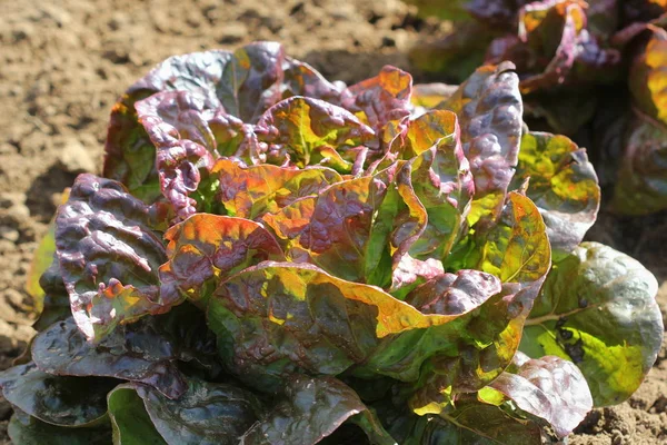 Tête rouge de laitue poussant dans le jardin, poussant. Alimentation végétarienne saine — Photo