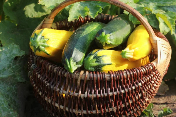 Zucchini ernten. Frischer Kürbis liegt im Korb. Frischer Kürbis aus dem Garten gepflückt. Biolebensmittelkonzept — Stockfoto