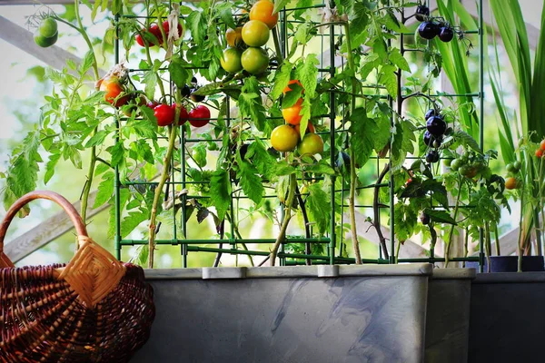 Containergemüse im Garten. Gemüsegarten auf einer Terrasse. Rote, orangefarbene, gelbe, schwarze Tomaten wachsen im Container — Stockfoto