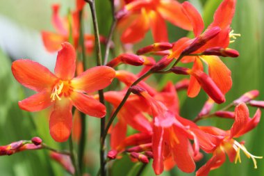 Crocosmia veya Montbretia bitki portakal çiçekleri ile çiçek