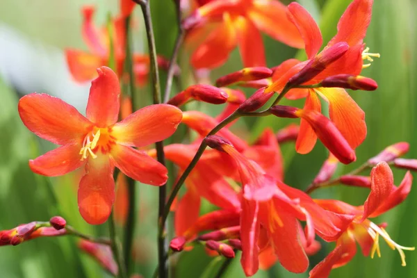 Pianta da Crocosmia o Montbretia in fiore con fiori d'arancio — Foto Stock