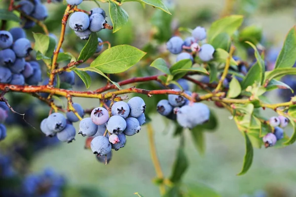 Blueberries ripening on the bush. Shrub of blueberries. Growing berries in the garden. Close-up of blueberry bush, Vaccinium corymbosum. — Stock Photo, Image