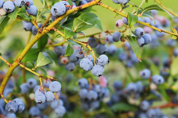Blueberries ripening on the bush. Shrub of blueberries. Growing berries in the garden. Close-up of blueberry bush, Vaccinium corymbosum. — Stock Photo, Image