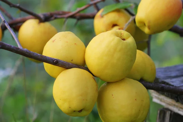 Ώριμα κίτρινα φρούτα κυδώνι μεγαλώνουν σε ένα δέντρο κυδώνι με — Φωτογραφία Αρχείου