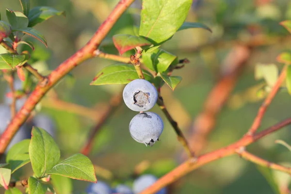 Blueberries ripening on the bush. Shrub of blueberries. Growing berries in the garden. Close-up of blueberry bush, Vaccinium corymbosum.