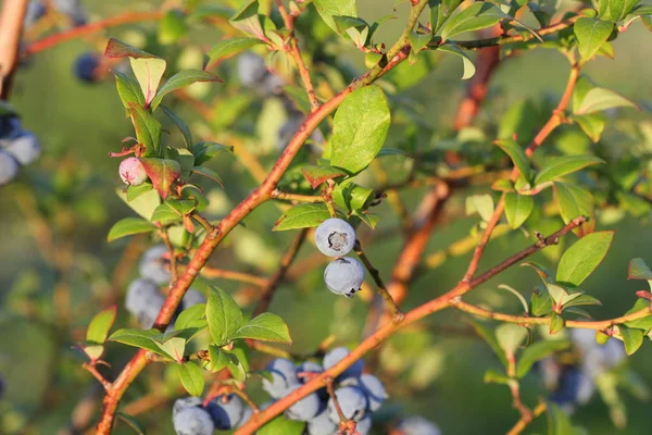 Mirtilos a amadurecer no mato. Arbusto de mirtilos. A cultivar bagas no jardim. Close-up de arbusto de mirtilo, Vaccinium corymbosum . — Fotografia de Stock