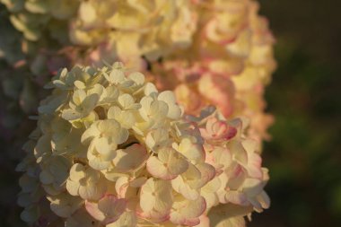 Pembe ortanca çiçek açmış. Yaz bahçesinde çiçek açan çiçekler. Güneşli bir günde ortanca çiçeği. Çiçekli hortensia bitkisi. Yaz aylarında gösterişli çiçekler.