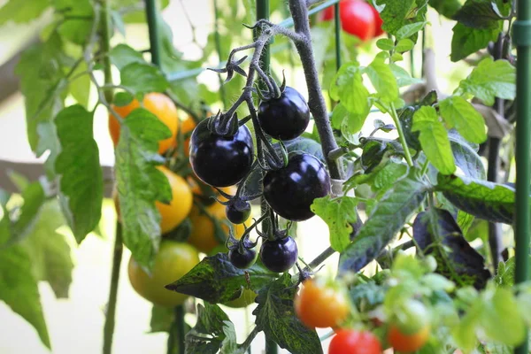 Container vegetables gardening. Vegetable garden on a terrace. Red, orange, yellow, black tomatoes growing in container