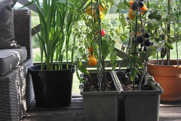 Container vegetables gardening. Vegetable garden on a terrace. Red, orange, yellow, black tomatoes growing in container