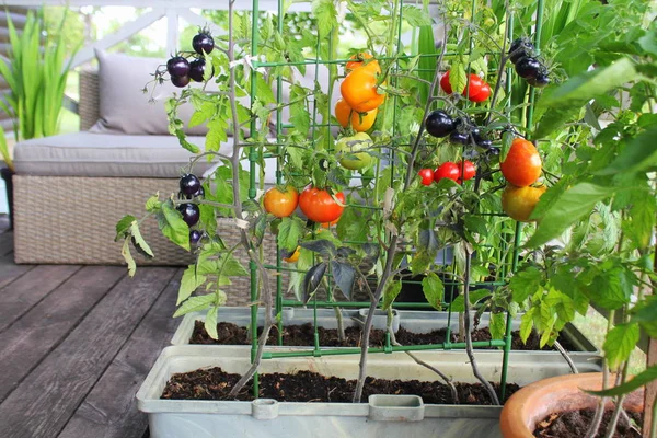 Kebun sayuran kontainer. Kebun sayur di teras. Merah, oranye, kuning, tomat hitam tumbuh dalam wadah — Stok Foto