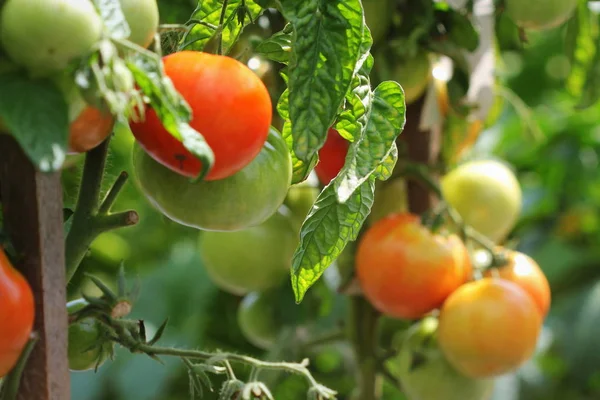 Tomates vermelhos maduros frescos plantam crescimento no jardim pronto para a colheita — Fotografia de Stock