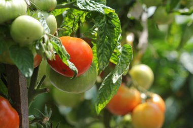 Taze olgun kırmızı domates bitki büyüme bahçede hasat hazır