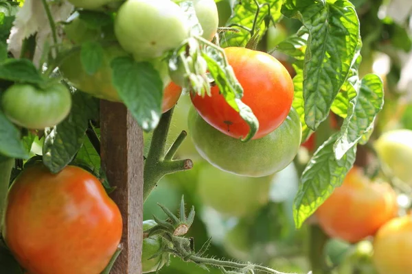 Tomates vermelhos maduros frescos plantam crescimento no jardim pronto para a colheita — Fotografia de Stock