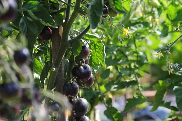 Tomates noires sur une branche dans le jardin. Tomate rose indigo  . — Photo