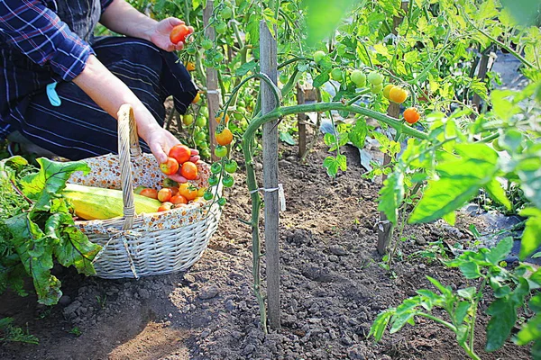 Kvinna skörd färska tomater från trädgården att sätta produkter i en korg. Ekologisk jordbrukare kontrollera sina tomater — Stockfoto