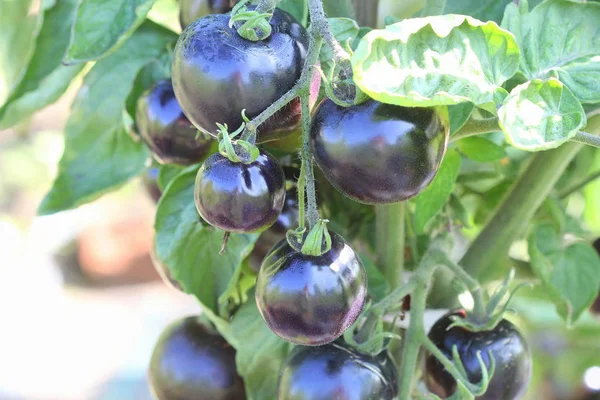 Tomates noires sur une branche dans le jardin. Tomate rose indigo  . — Photo