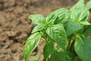 Taze organik fesleğen bitki bahçede büyüyen