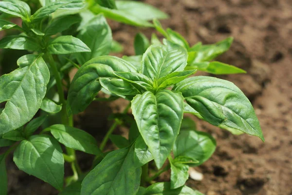 Fresh organic basil plant growing in garden — Stock Photo, Image